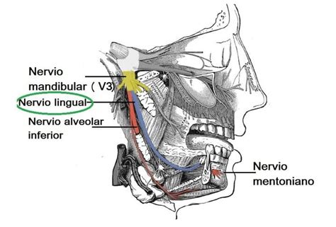 nervo lingual-1